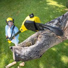 Best Stump Grinding and Removal  in West Carthage, NY